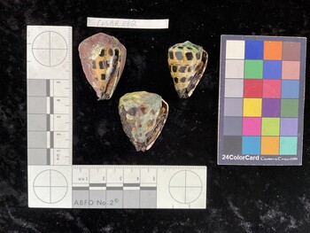 CebAR062; 35.5*x24x29 ventral photo thumbnail