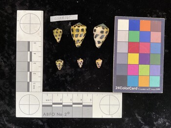 CebAR065; 13.5x9x11.8 dorsal photo thumbnail