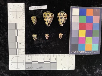 CebAR065; 13.5x9x11.8 ventral photo thumbnail