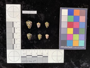 CebAR071; 15x10x12.5 ventral photo thumbnail
