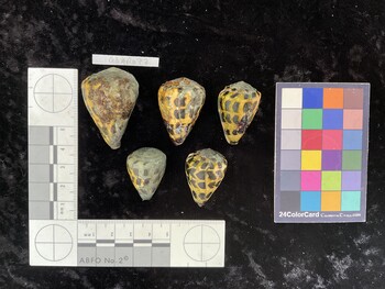 CebAR077; 42x28x36.5 dorsal photo thumbnail