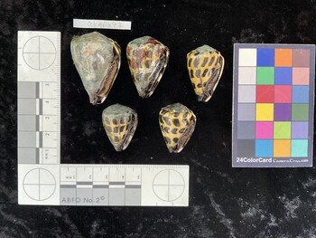 CebAR077; 42x28x36.5 ventral photo thumbnail