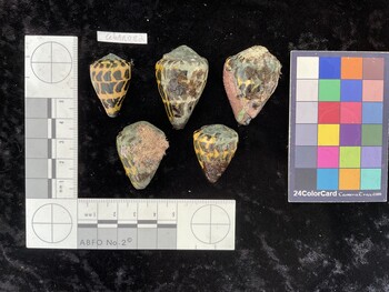 CebAR082; 30x19.5x25 dorsal photo thumbnail