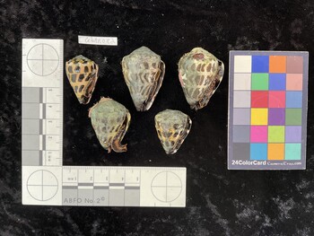 CebAR082; 30x19.5x25 ventral photo thumbnail