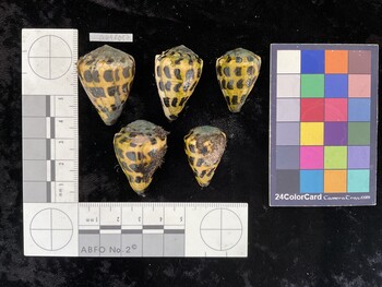 CebAR087; 35.5x25x30 dorsal photo thumbnail