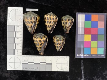 CebAR087; 35.5x25x30 ventral photo thumbnail