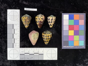 CebAR092; 28.5x19.5x23 dorsal photo thumbnail