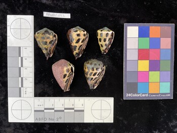 CebAR092; 28.5x19.5x23 ventral photo thumbnail
