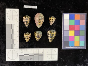 CebAR097; 23x15x19 dorsal photo thumbnail