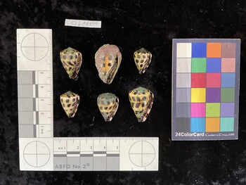 CebAR097; 23x15x19 ventral photo thumbnail