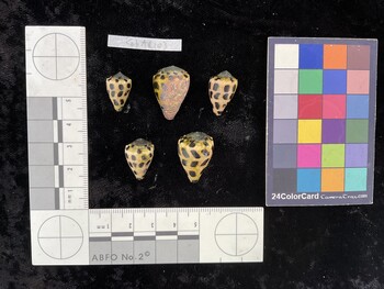 CebAR103; 17x11x13.5 dorsal photo thumbnail