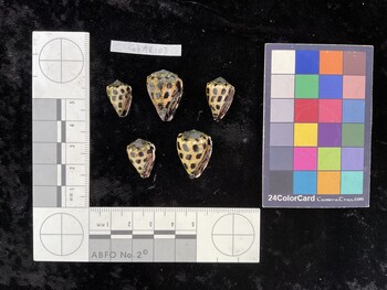 CebAR103; 17x11x13.5 ventral photo thumbnail