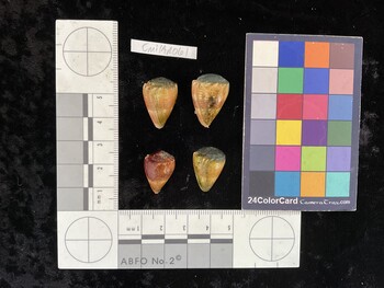 CmilAR061; 21.5x14.5x18.5 dorsal photo thumbnail