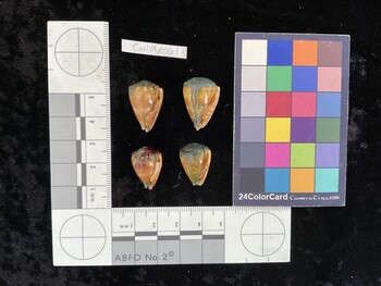 CmilAR061; 21.5x14.5x18.5 ventral photo thumbnail