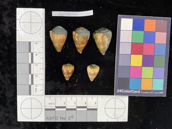 CmilAR065; 23x15.5x19 dorsal photo thumbnail