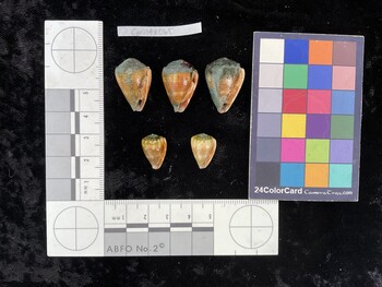 CmilAR065; 23x15.5x19 ventral photo thumbnail