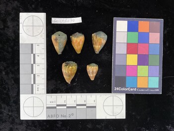 CmilAR070; 22x15x19 dorsal photo thumbnail