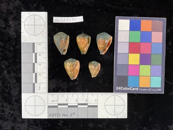 CmilAR070; 22x15x19 ventral photo thumbnail