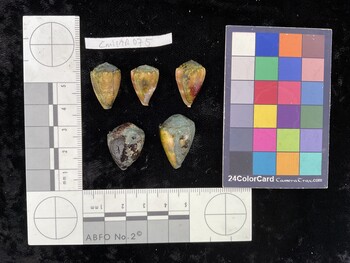 CmilAR075; 21x13.5x17 dorsal photo thumbnail