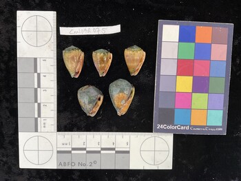 CmilAR075; 21x13.5x17 ventral photo thumbnail