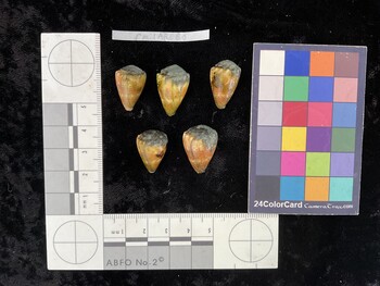 CmilAR080; 20x13x16 dorsal photo thumbnail