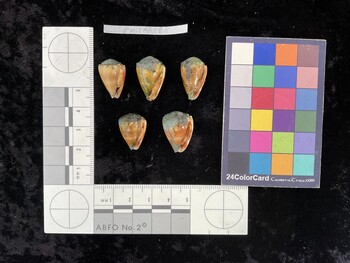 CmilAR080; 20x13x16 ventral photo thumbnail