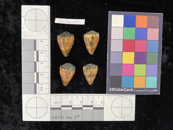 CmilAR085; 22x15x18.5 dorsal photo thumbnail