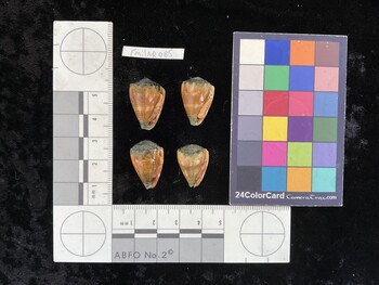 CmilAR085; 22x15x18.5 ventral photo thumbnail