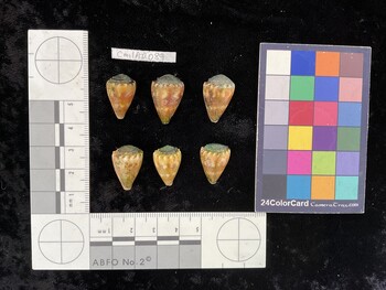 CmilAR089; 19.5x12.5x15.5 dorsal photo thumbnail