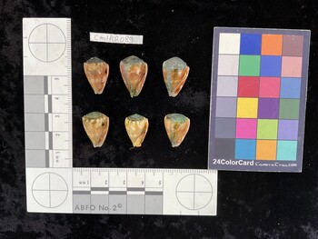 CmilAR089; 19.5x12.5x15.5 ventral photo thumbnail