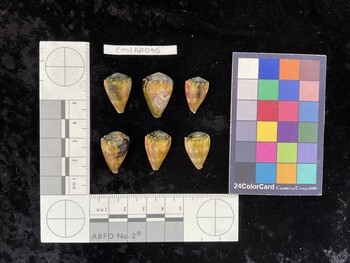 CmilAR095; 21x14x17 dorsal photo thumbnail