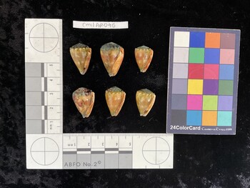 CmilAR095; 21x14x17 ventral photo thumbnail