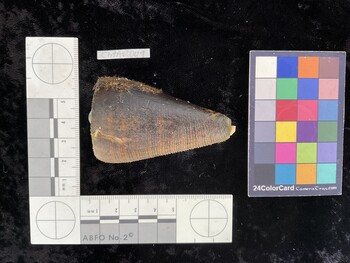ClitAR001; 65x40x58.5 dorsal photo thumbnail