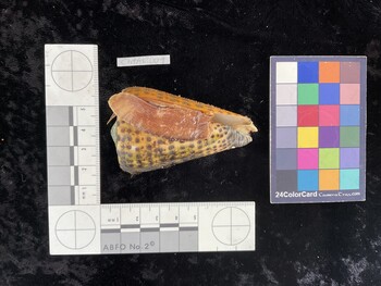 ClitAR001; 65x40x58.5 ventral photo thumbnail