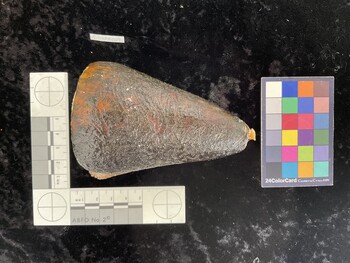 CleoAR009; 103x66x97 dorsal photo thumbnail