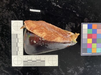 CleoAR009; 103x66x97 ventral photo thumbnail