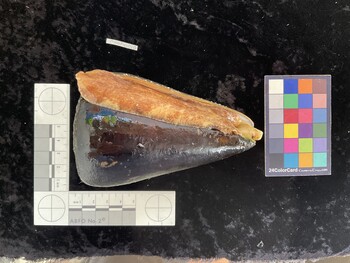 CleoAR010; 116.5x73.5x110 ventral photo thumbnail
