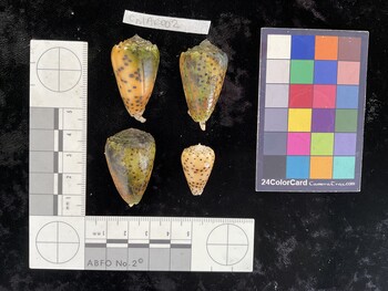 CpulAR002; 35.5x21.5x30.5 dorsal photo thumbnail