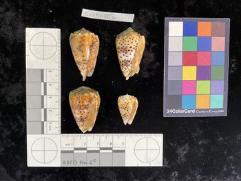 CpulAR002; 35.5x21.5x30.5 ventral photo thumbnail