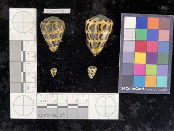 CebAR058; 32x22x27.5 dorsal photo thumbnail