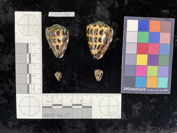 CebAR058; 32x22x27.5 ventral photo thumbnail