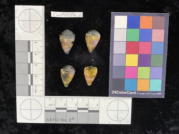 CmilAR057; 21x13x17 dorsal photo thumbnail