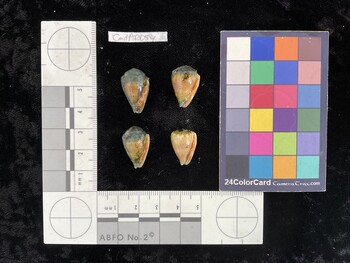 CmilAR057; 21x13x17 ventral photo thumbnail