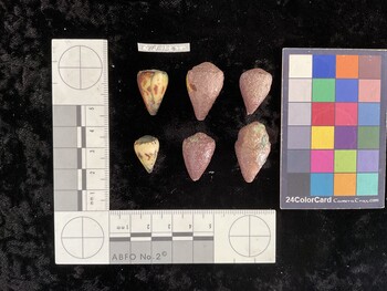 CspAR137; 21x15x19 dorsal photo thumbnail