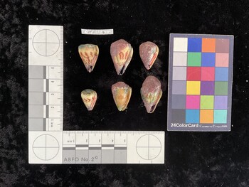 CspAR137; 21x15x19 ventral photo thumbnail