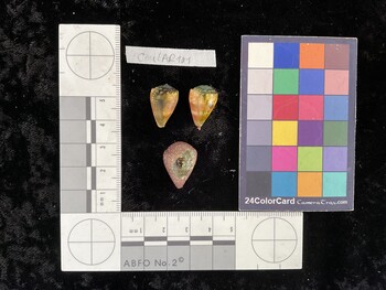 CmilAR101; 18.5x12x15.5 dorsal photo thumbnail