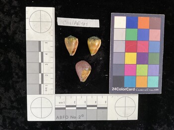CmilAR101; 18.5x12x15.5 ventral photo thumbnail
