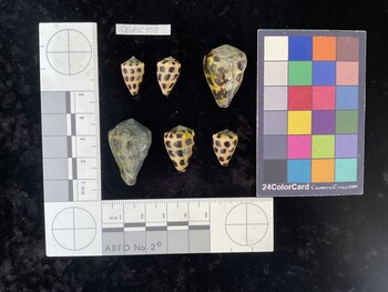 CebAR108; 17x10.5x13.5 dorsal photo thumbnail