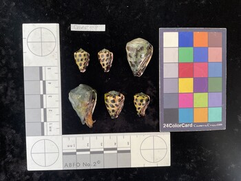 CebAR108; 17x10.5x13.5 ventral photo thumbnail
