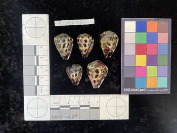 CebAR114; 26x18x22 ventral photo thumbnail